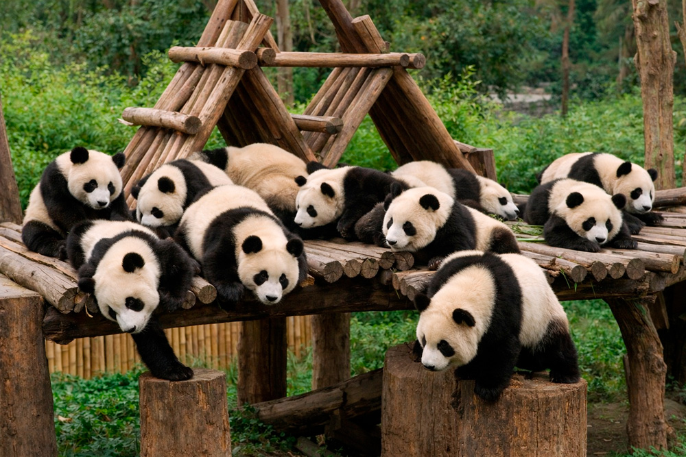 Панды в Чэнду - Чэнду Panda Base в туре Китай
