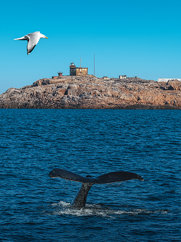Whale tail off the coast of Teriberka during a RoamSee sea safari