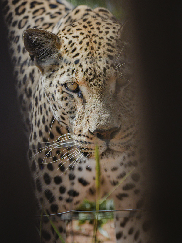 Leopard on safari in the wilds of Kenya on a RoamSee African journey